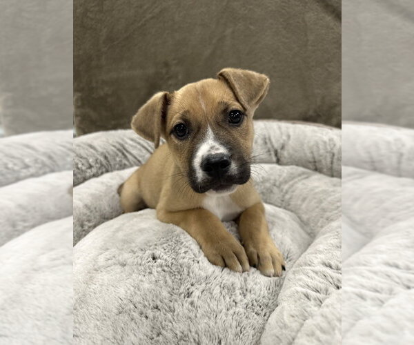 Medium Photo #4 Mutt Puppy For Sale in Lakewood, CO, USA