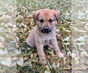 Mutt Dogs for adoption in Chinook, MT, USA
