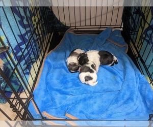Maltese Puppy for sale in OLD APPLETON, MO, USA