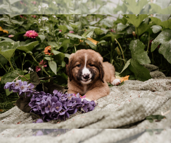 Medium Photo #5 Bernese Mountain Dog-Caucasian Shepherd Dog Mix Puppy For Sale in STEVENS, PA, USA