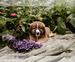 Small Photo #5 Bernese Mountain Dog-Caucasian Shepherd Dog Mix Puppy For Sale in STEVENS, PA, USA