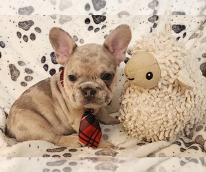 French Bulldog Puppy for Sale in LONGS, South Carolina USA