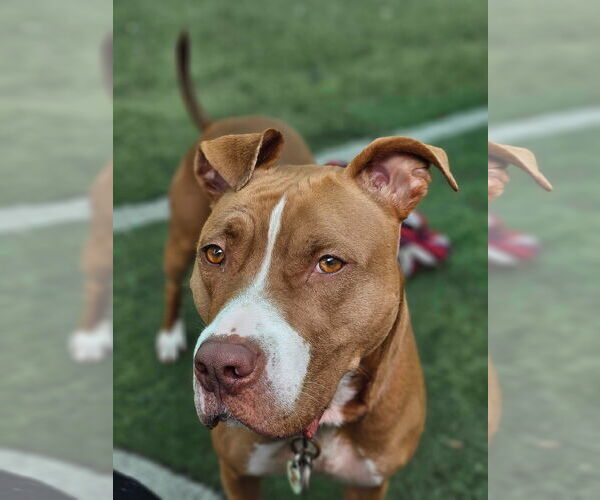 Medium Photo #2 American Pit Bull Terrier-Unknown Mix Puppy For Sale in New Orleans, LA, USA