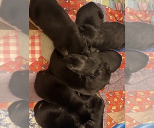 German Shepherd Dog Puppy for sale in SEAGROVE, NC, USA