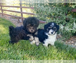 Poodle (Standard) Dog for Adoption in LONE TREE, Colorado USA