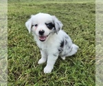 Small #1 Miniature Australian Shepherd