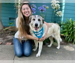 Small #4 Anatolian Shepherd-Great Pyrenees Mix