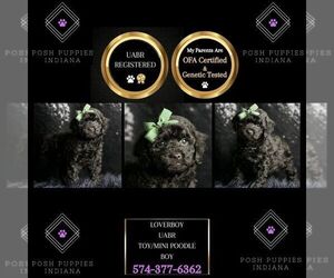 Poodle (Toy) Puppy for sale in WARSAW, IN, USA