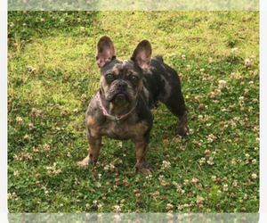 Mother of the French Bulldog puppies born on 04/30/2025