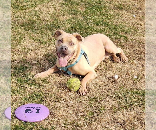 Medium Photo #3 Mutt Puppy For Sale in Cape May, NJ, USA