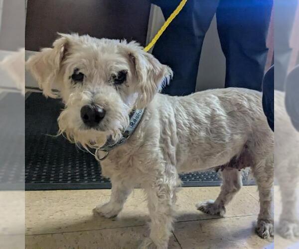 Medium Photo #2 Poodle (Miniature) Puppy For Sale in Camarillo, CA, USA