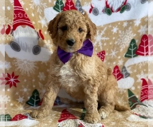 Goldendoodle Puppy for sale in LANCASTER, PA, USA