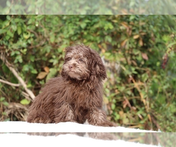 Medium Photo #16 ShihPoo Puppy For Sale in DYERSBURG, TN, USA