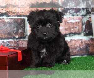 Yorkshire Terrier Puppy for sale in BEL AIR, MD, USA