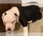 Puppy skeet American Bulldog