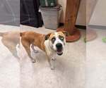 Small #2 Bull Terrier Mix