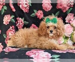 Small #5 Cavapoo-Poodle (Toy) Mix