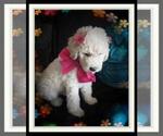 Small Photo #104 Sheepadoodle Puppy For Sale in RIALTO, CA, USA