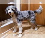 Small Photo #1 Bernedoodle (Miniature) Puppy For Sale in ROY, UT, USA
