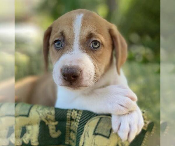 Medium Photo #2 Mutt Puppy For Sale in San Diego, CA, USA