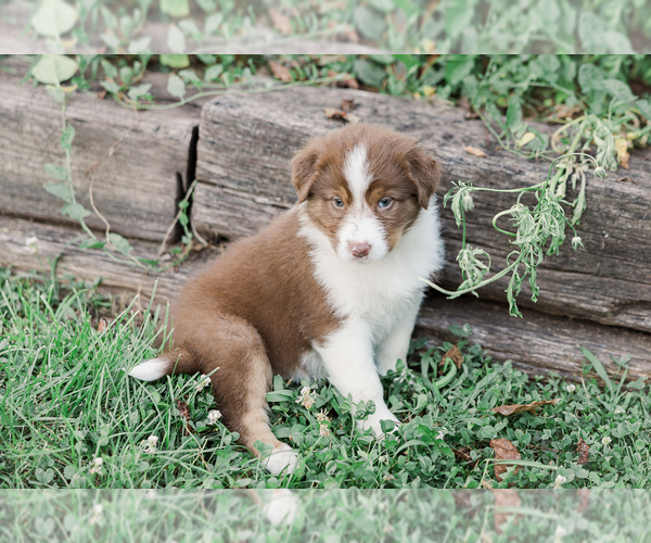Medium Photo #15 Australian Shepherd Puppy For Sale in ARODA, VA, USA