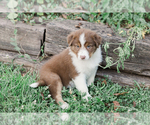 Puppy 4 Australian Shepherd