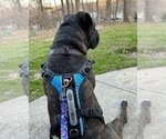 Small Photo #3 Boxer-Mastiff Mix Puppy For Sale in Elmsford, NY, USA