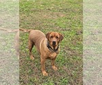 Small #11 Labrador Retriever