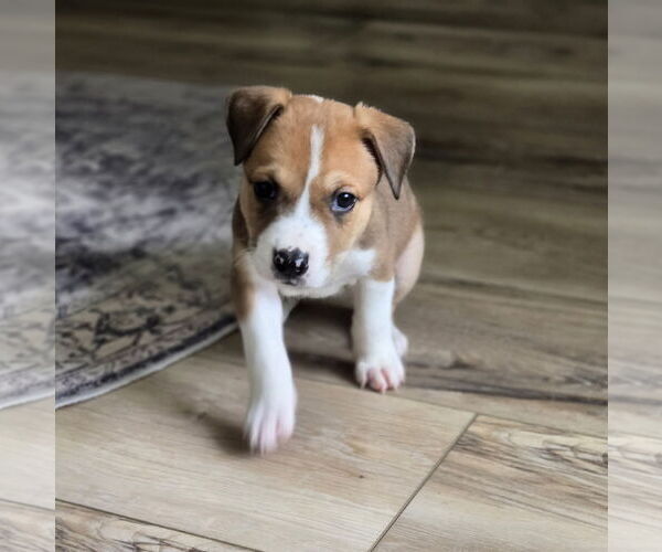 Medium Photo #5 Labrador Retriever Puppy For Sale in The Woodlands, TX, USA