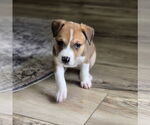 Small #4 Labrador Retriever