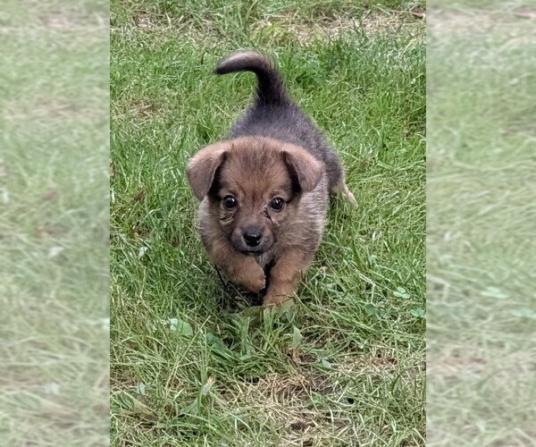 Medium Photo #1 Doxle Puppy For Sale in Des Moines, IA, USA