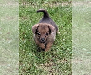 Doxle Dogs for adoption in Des Moines, IA, USA