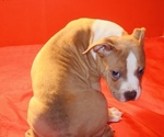 Small #4 American Bully