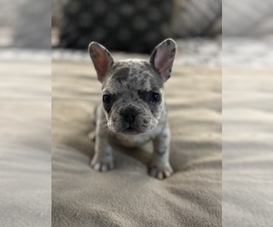 French Bulldog Puppy for sale in PGH, PA, USA