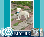 Small #1 Labrador Retriever Mix