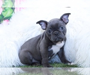 French Bulldog Puppy for sale in MARIETTA, GA, USA