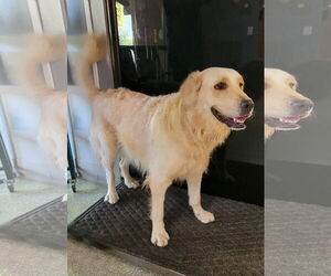 Golden Retriever Dogs for adoption in Glendale , AZ, USA