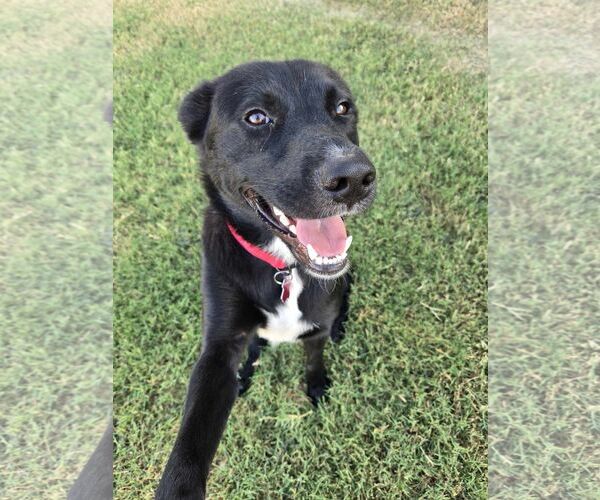 Medium Photo #2 Labrador Retriever-Unknown Mix Puppy For Sale in Dallas, TX, USA