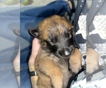 Small Photo #136 Belgian Malinois Puppy For Sale in REESEVILLE, WI, USA