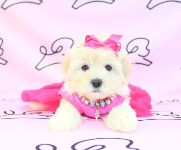Medium Photo #2 Mal-Shi Puppy For Sale in LAS VEGAS, NV, USA