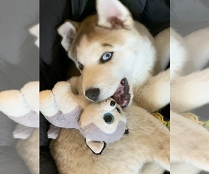 Siberian Husky Puppy for sale in LACEY, WA, USA