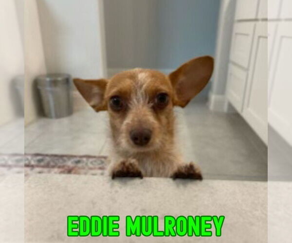 Medium Photo #4 Dachshund-Unknown Mix Puppy For Sale in San Antonio, TX, USA