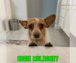 Small #3 Dachshund Mix