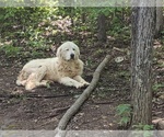 Small Photo #29 Maremma Sheepdog Puppy For Sale in THORN HILL, TN, USA