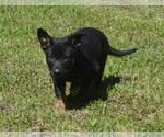 Small #3 German Shepherd Dog