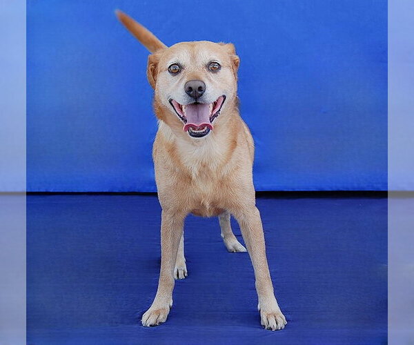 Medium Photo #2 Mutt Puppy For Sale in Pasadena, CA, USA