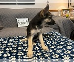Small Photo #10 German Shepherd Dog Puppy For Sale in LOGAN, OH, USA
