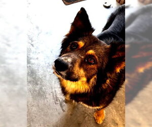 Mutt Dogs for adoption in Lake Forest, CA, USA