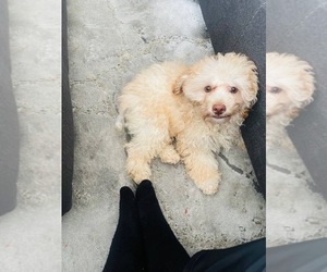 Poodle (Toy)-Unknown Mix Puppy for sale in CAMP SPRINGS, MD, USA