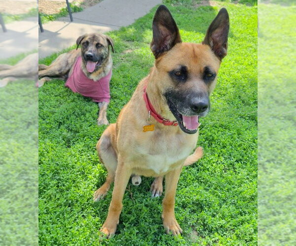 Medium Photo #8 German Shepherd Dog-Unknown Mix Puppy For Sale in Minneapolis, MN, USA
